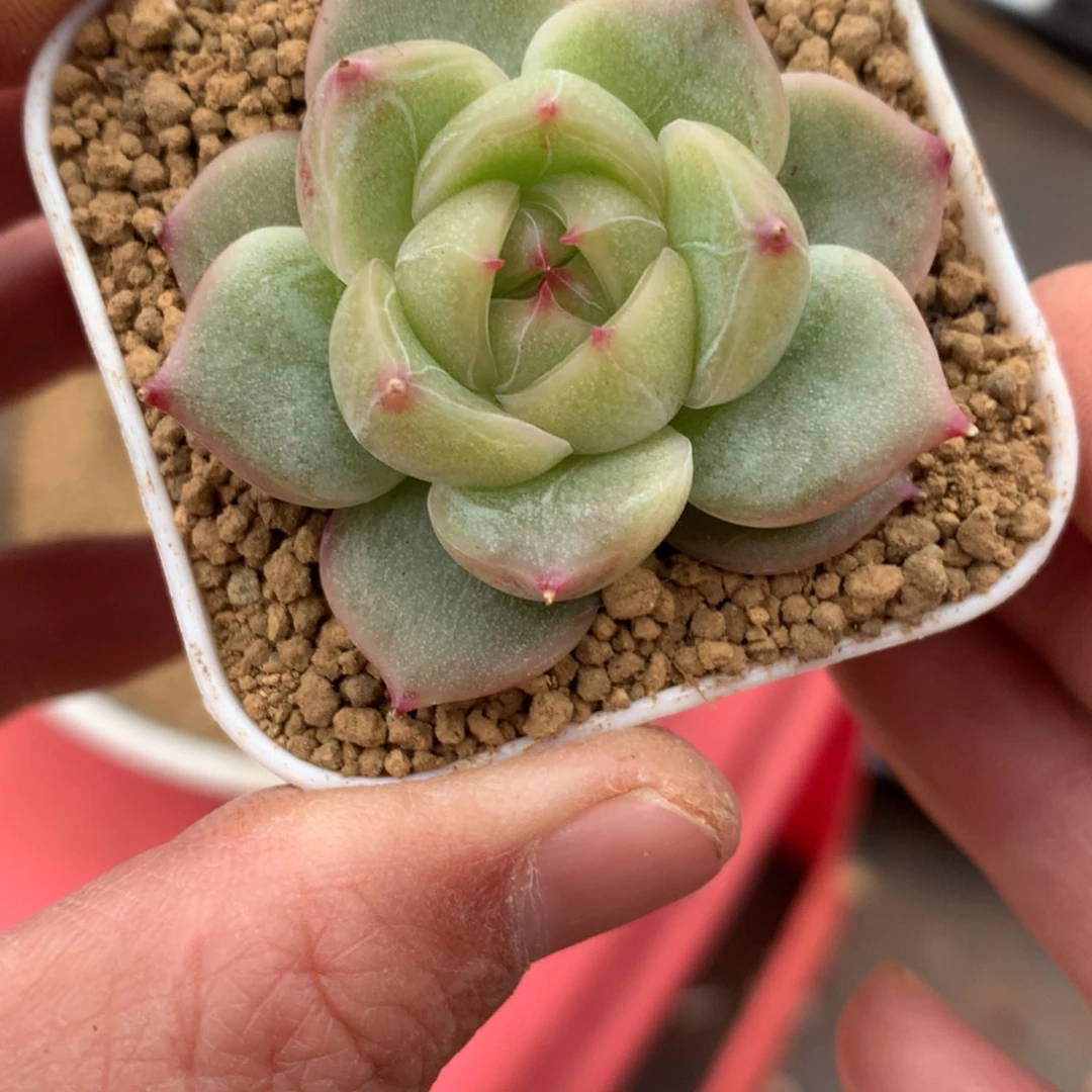 东云油皮。      22号