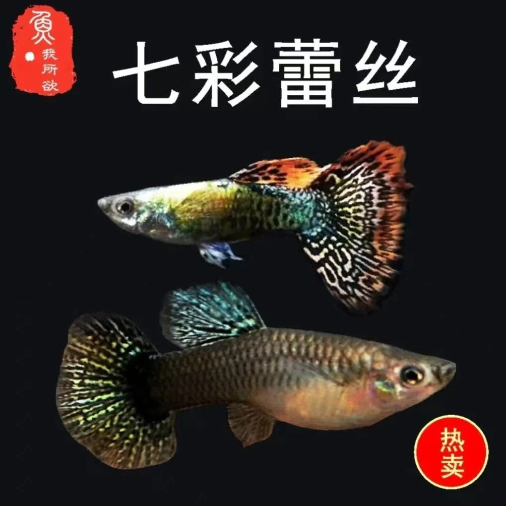 精品七彩蕾丝孔雀鱼小型热带观赏鱼临产带肚小孕母白云新手凤尾