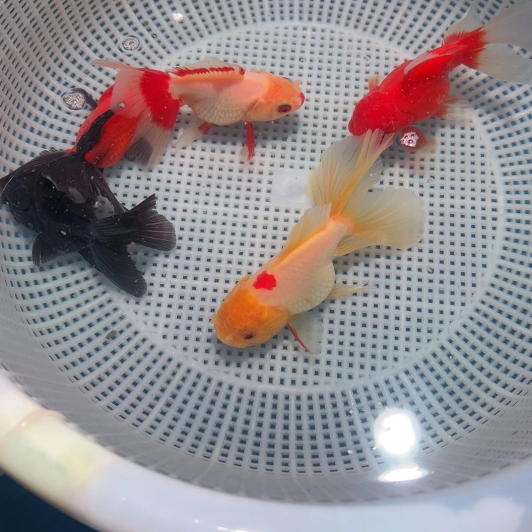 金鱼冷水观赏鱼混搭