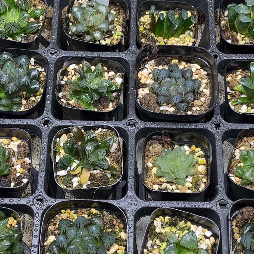 14 脱土包邮8颗福利