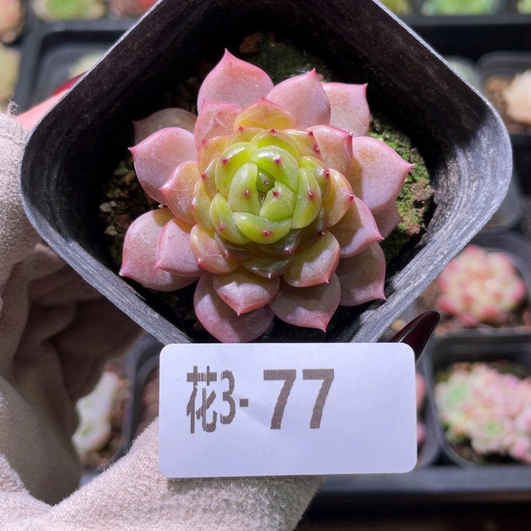 花利美3-77灵翠单头