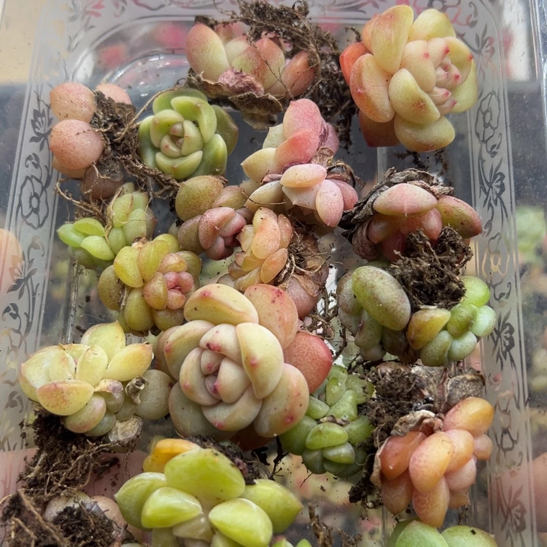 用***3糖心多肉一物一拍08号