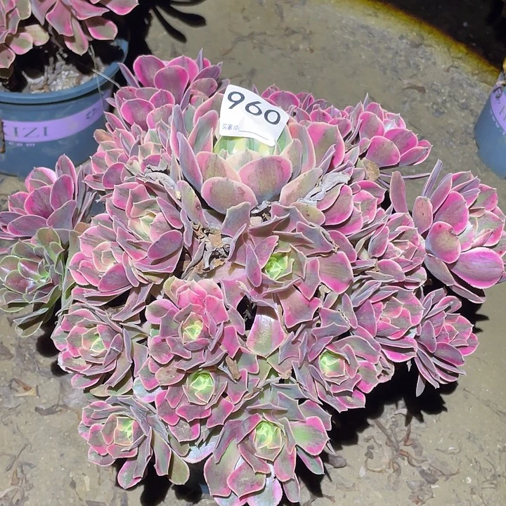 多肉植物断枝不包960女妖