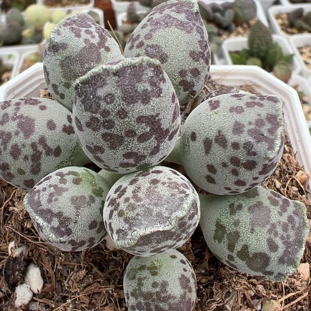 丸叶海豹多肉植物水泡