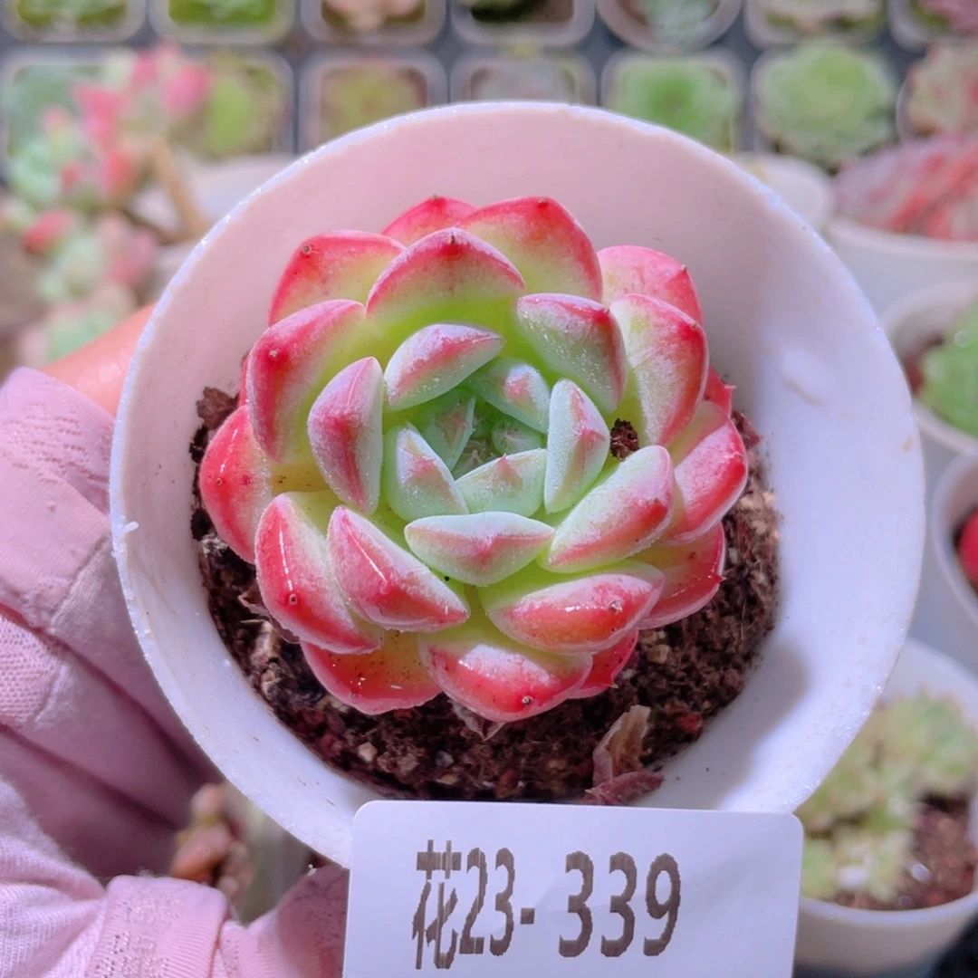 花利美23-339白桃汽水