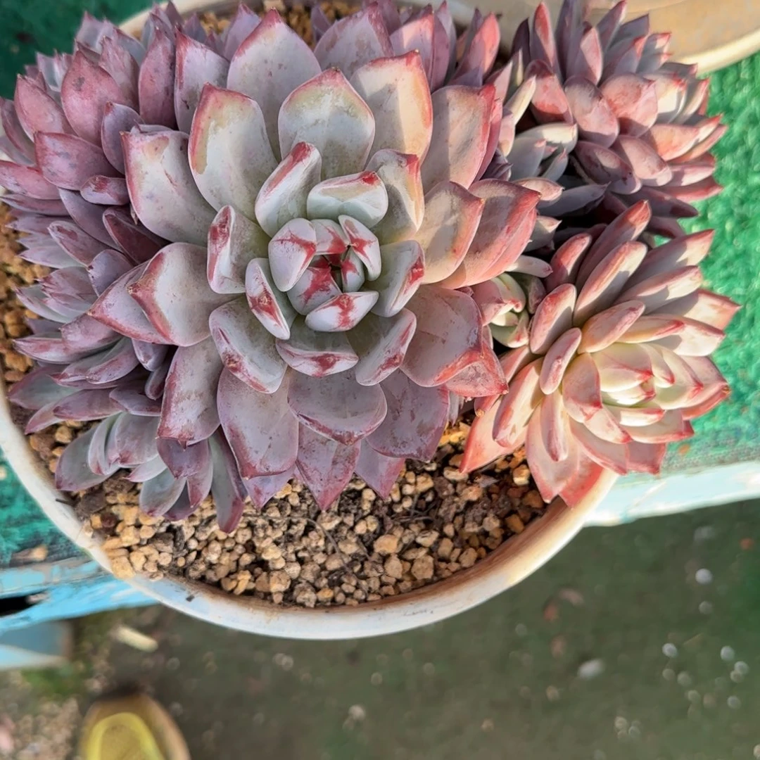 多肉植物多肉植物