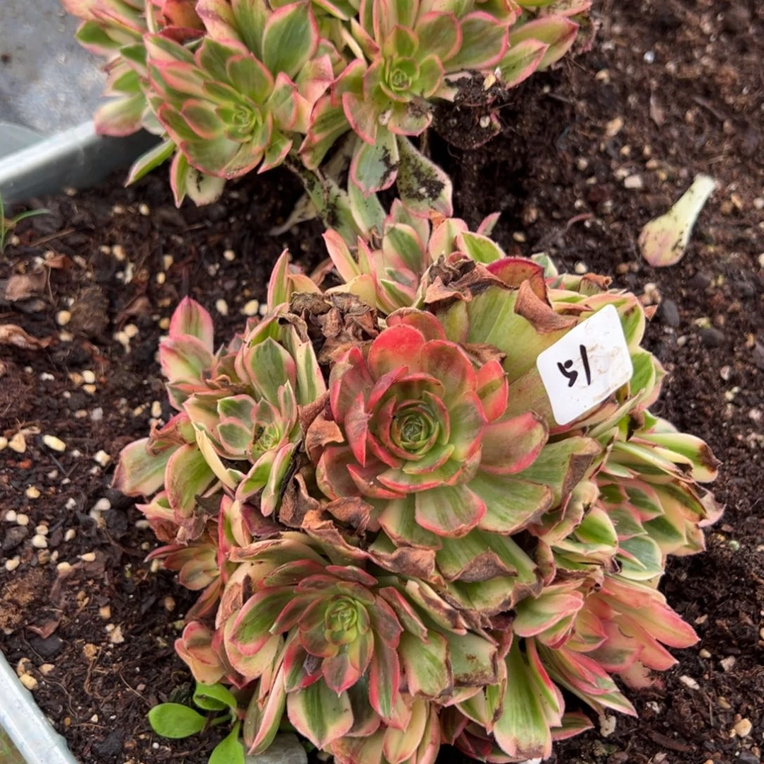 51唐三彩一颗15多肉