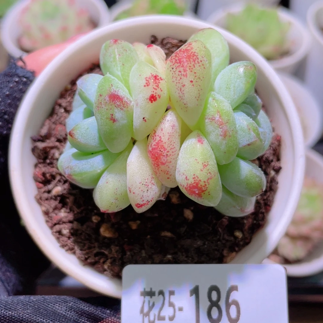 花利美25-186冰玉