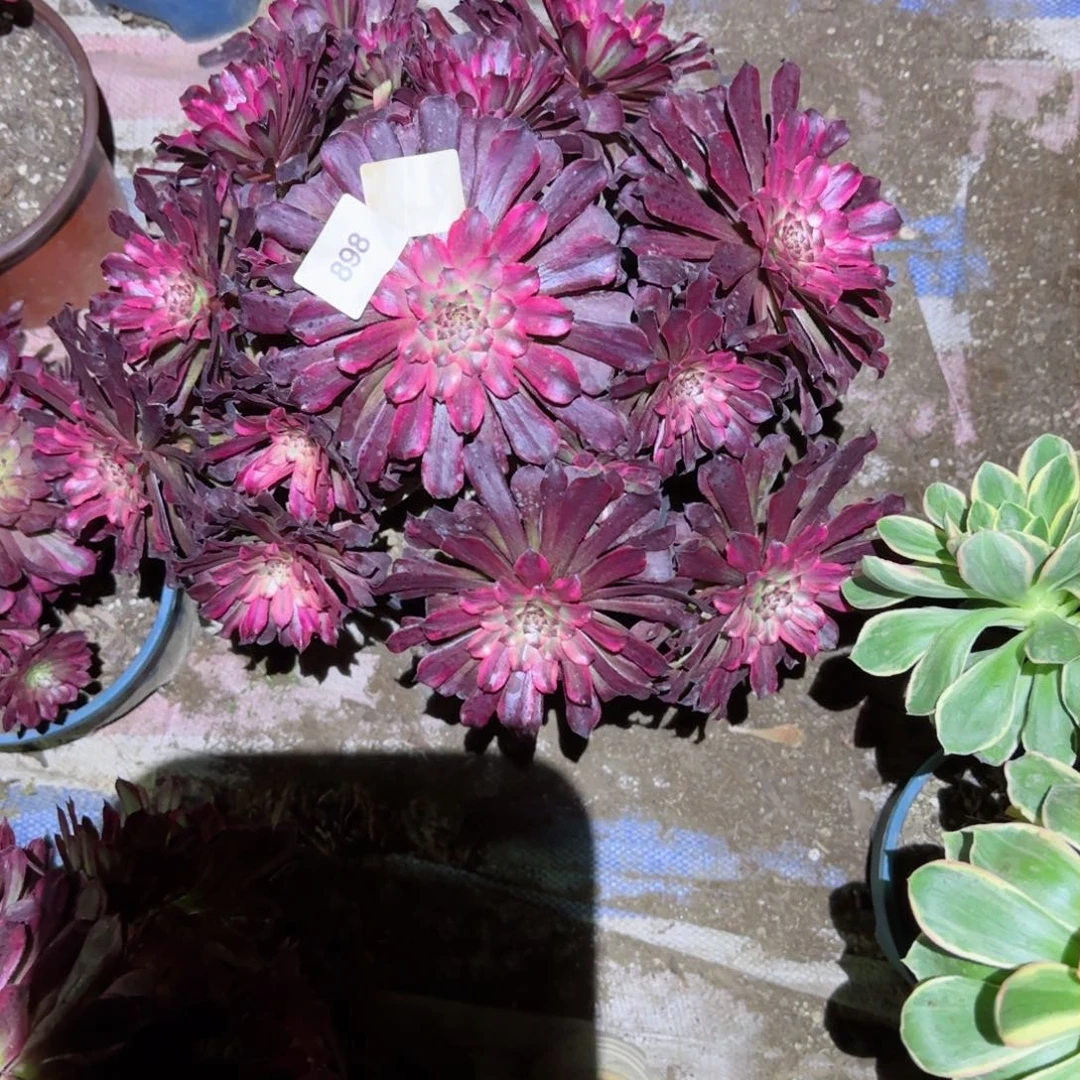 雪姬法师多肉898