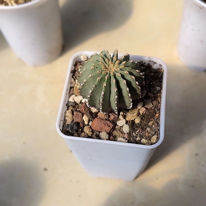 无花朵实生薄叶花龙一物一拍