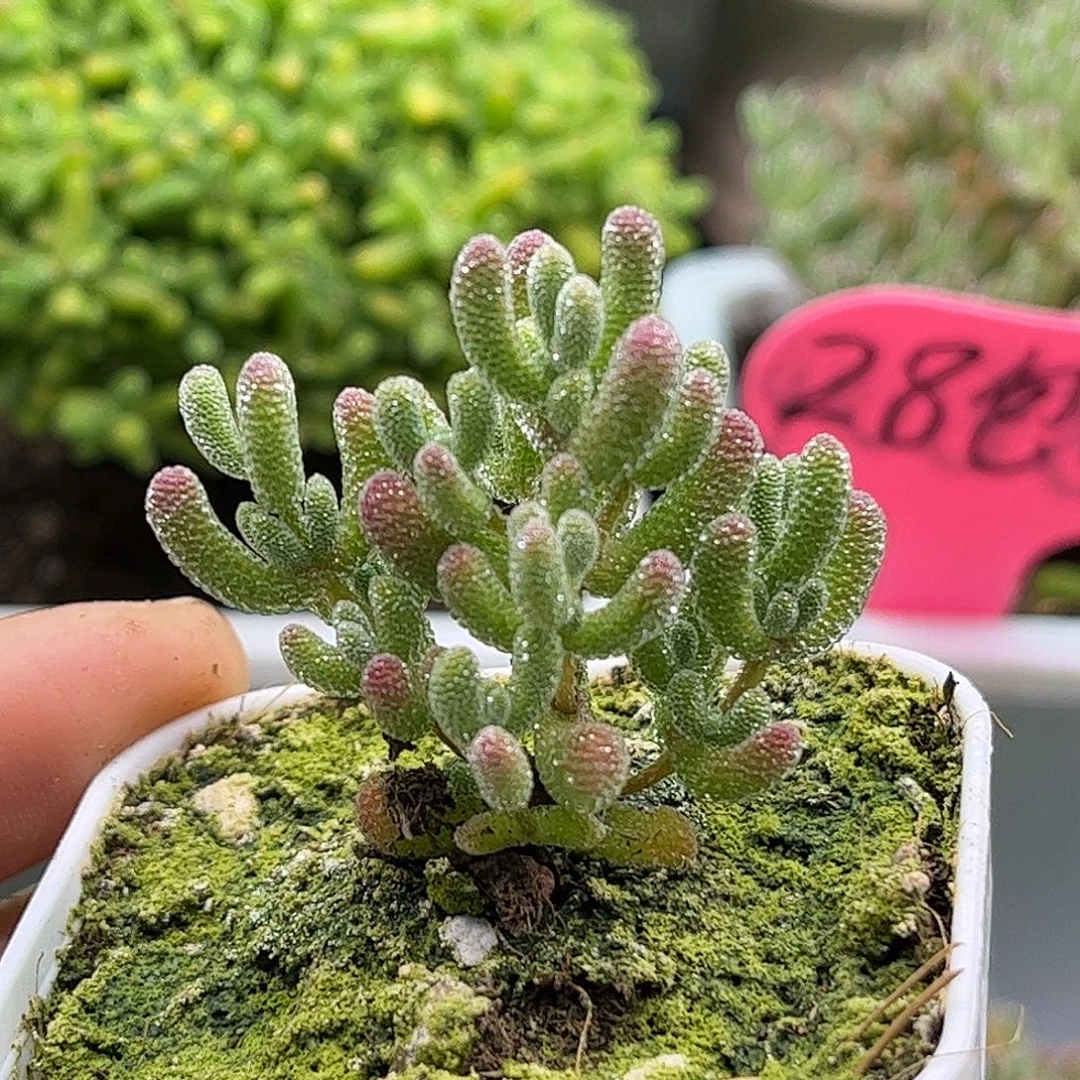 55实生冰晶优选枝干