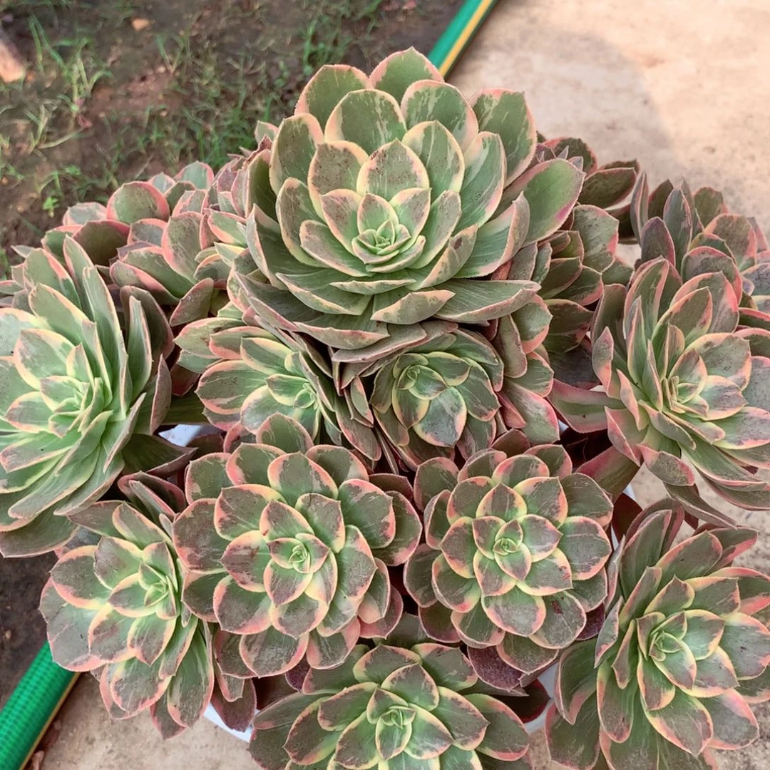 浣纱捧花，多肉植物