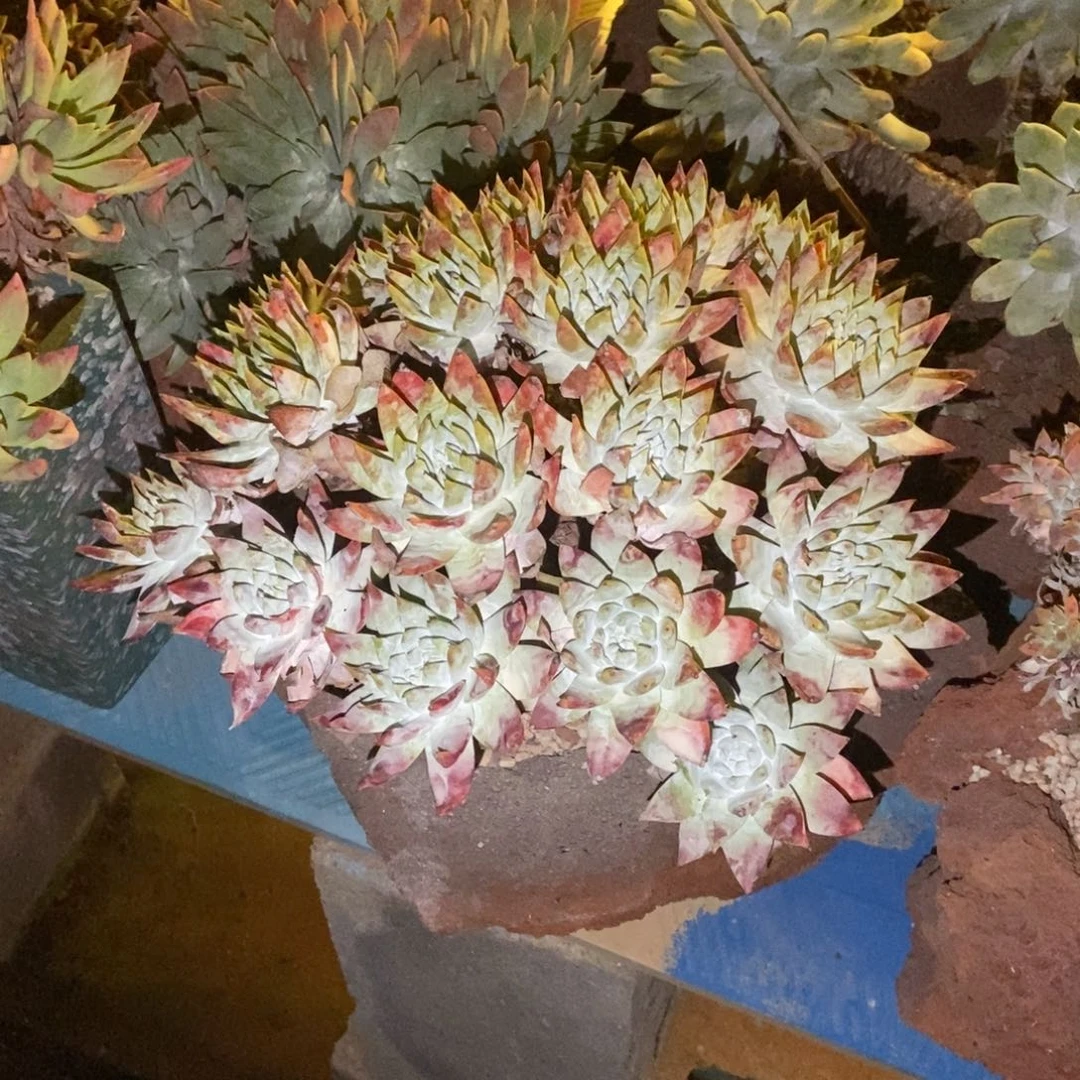 苹果叶雪山二代多肉植物啦啦啦