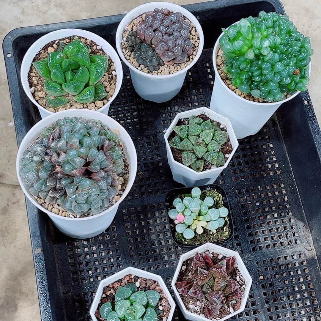 玉露多肉一勿一拍