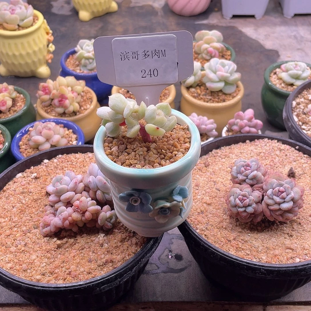 可*兔滨哥多肉M240白恋朵朵