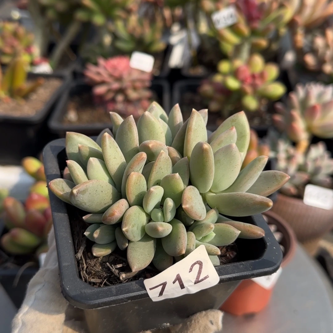 712号一物一拍一物一拍