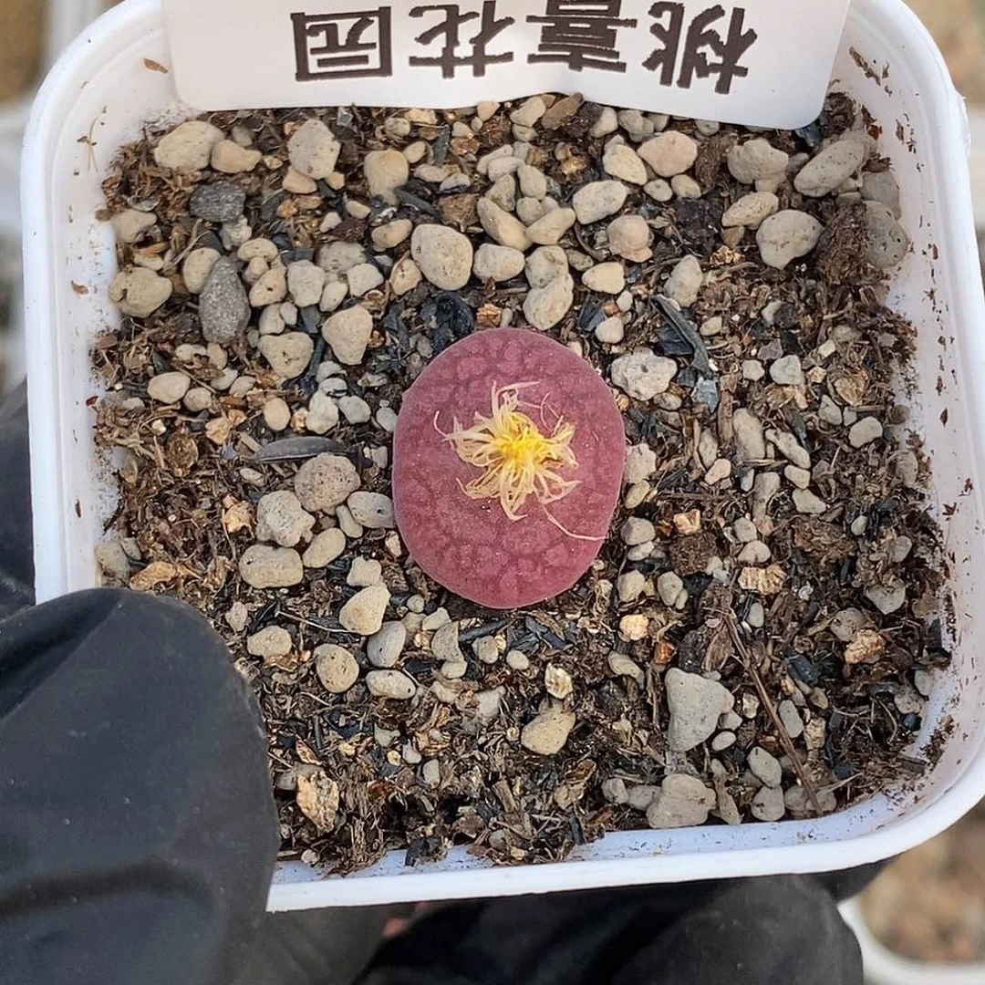 ?**菁11-19-杂交福利。