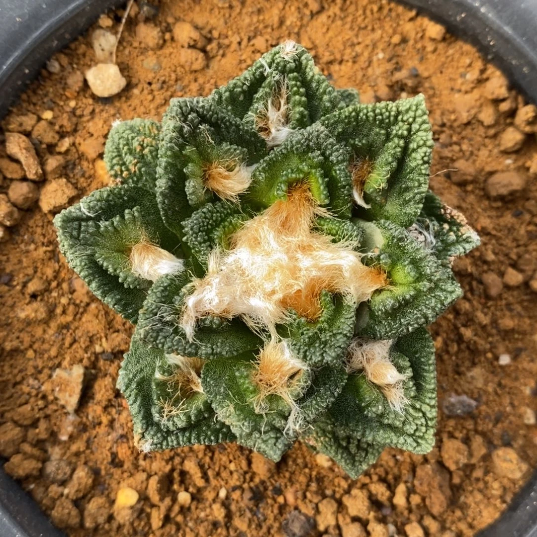 自根辛顿勃6cm福利