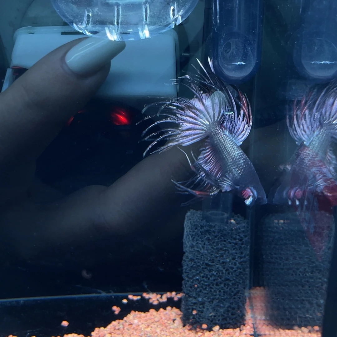 斗鱼紫铜气泡毒液