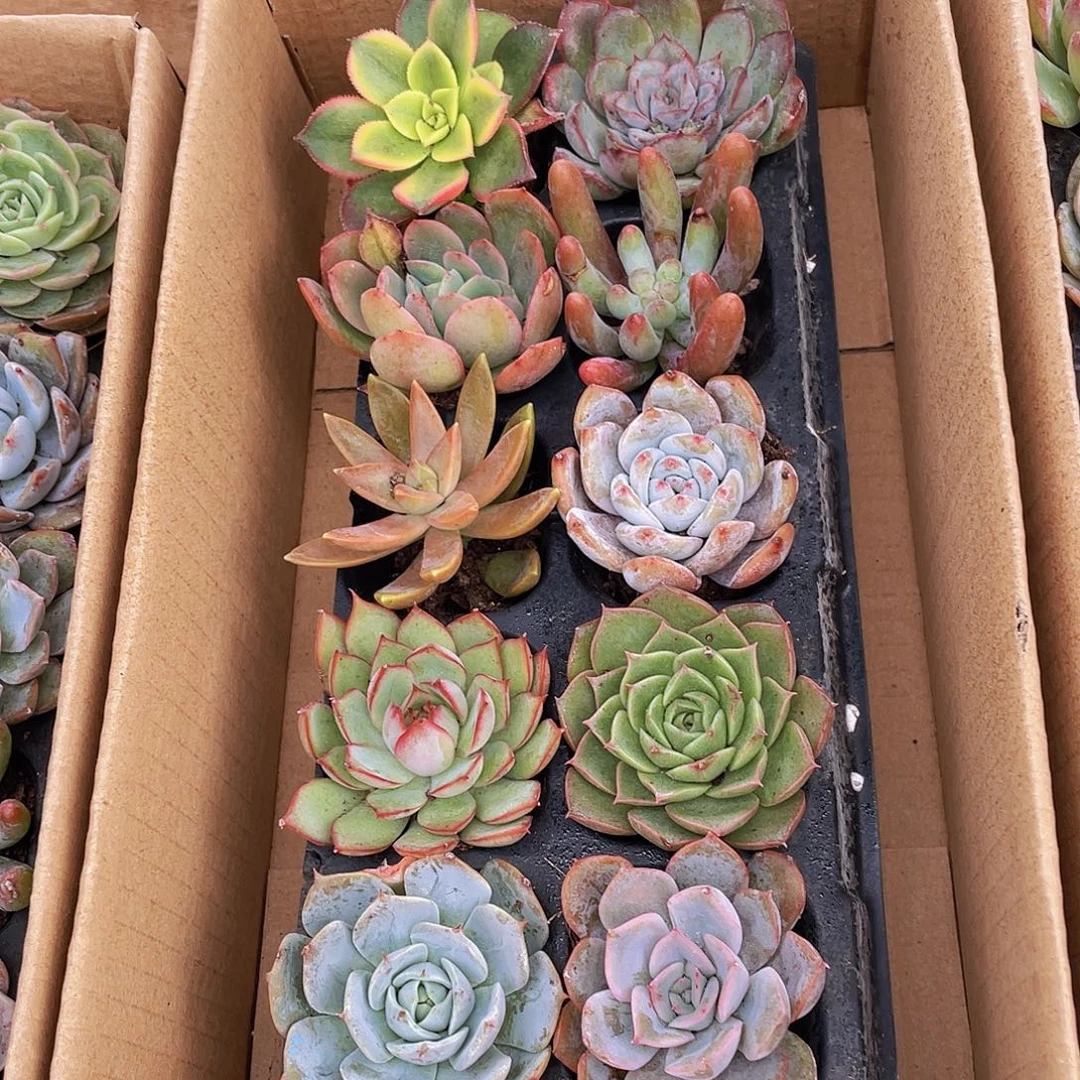 10颗-1号约4-5厘米