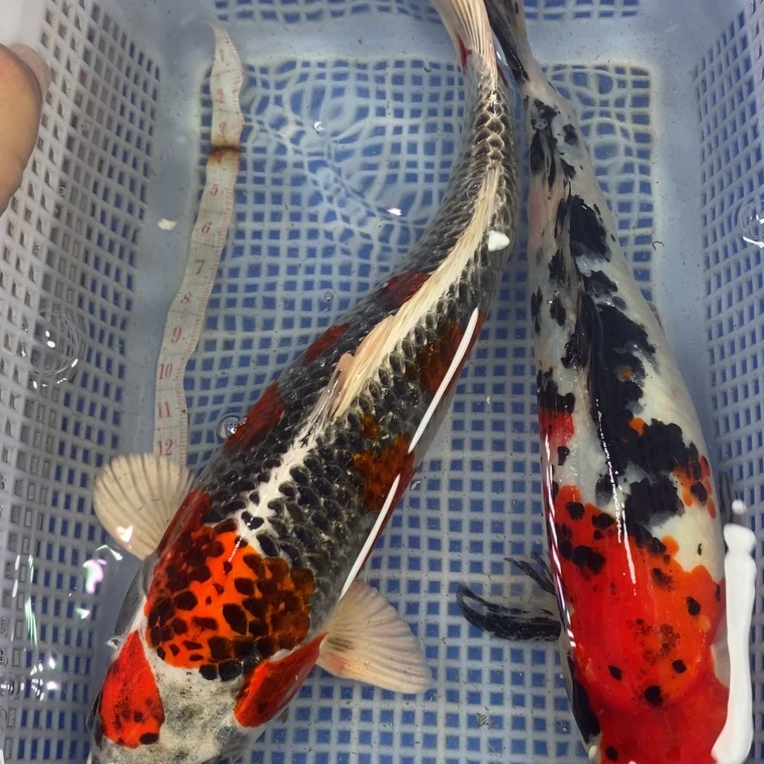 锦鲤冷水锦鲤包邮
