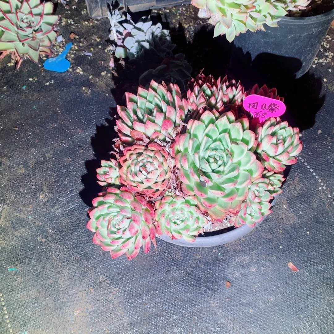 向日葵，卡里斯托，