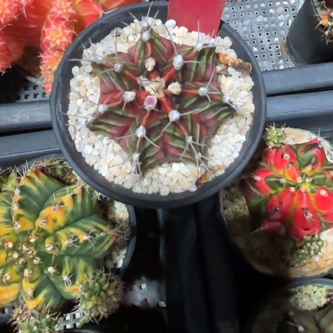 230-1018泰国发货多肉