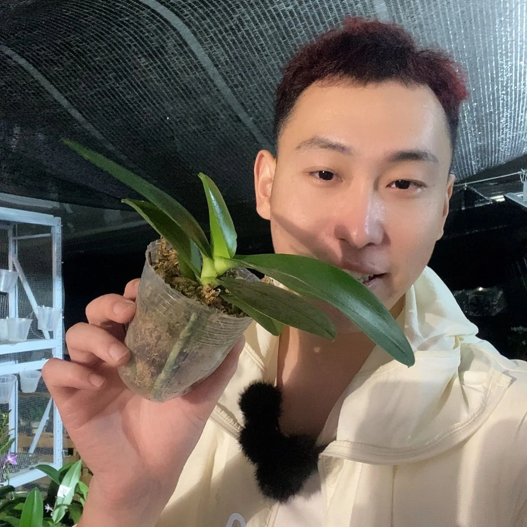 无花朵红日蝴蝶兰