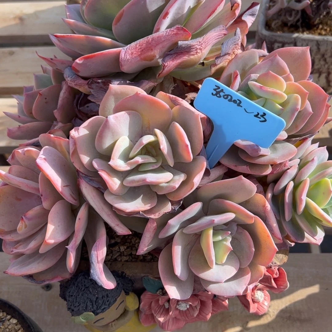 ﺭ*禄350202-23白凤微瑕