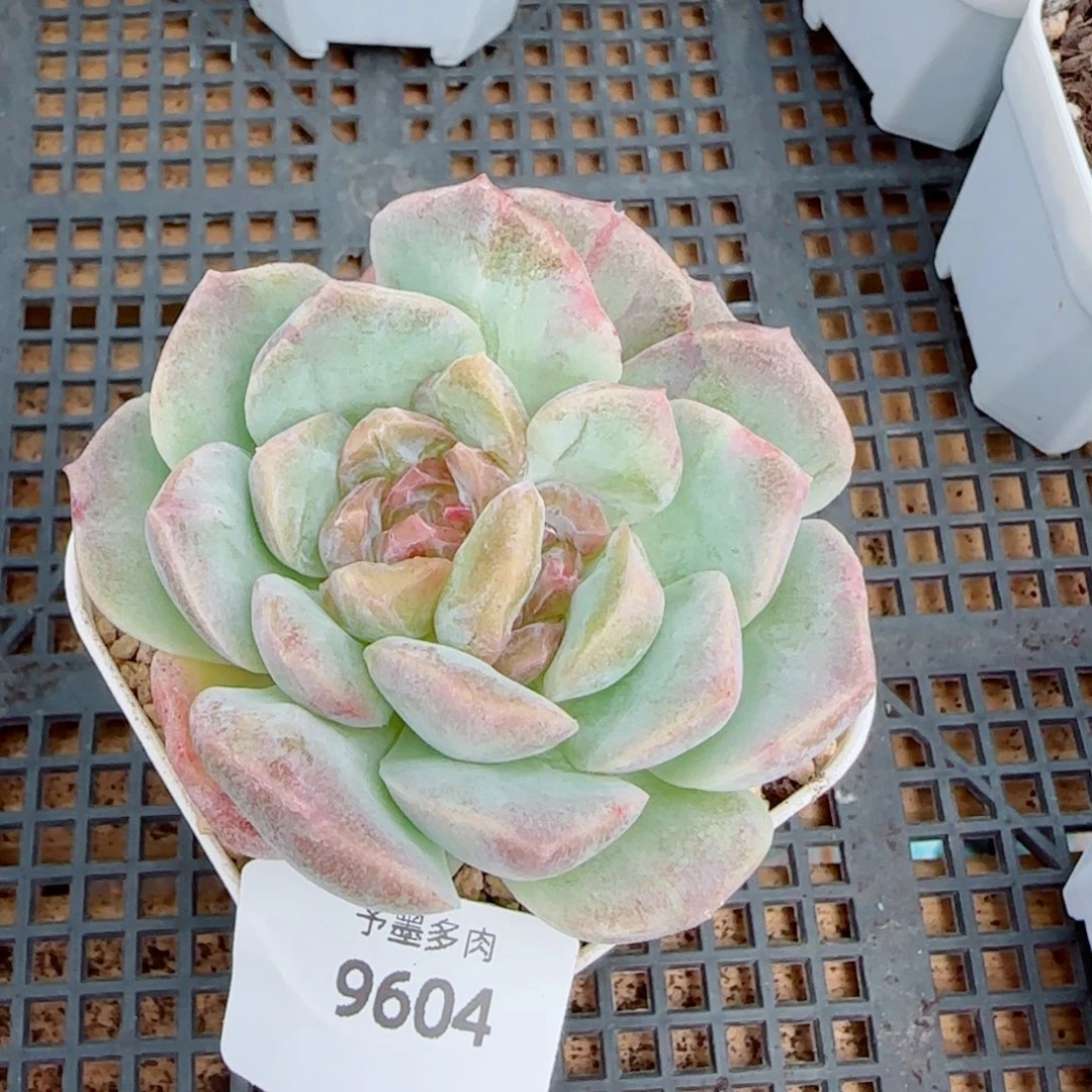 梦幻泡影石化，9604多肉植物