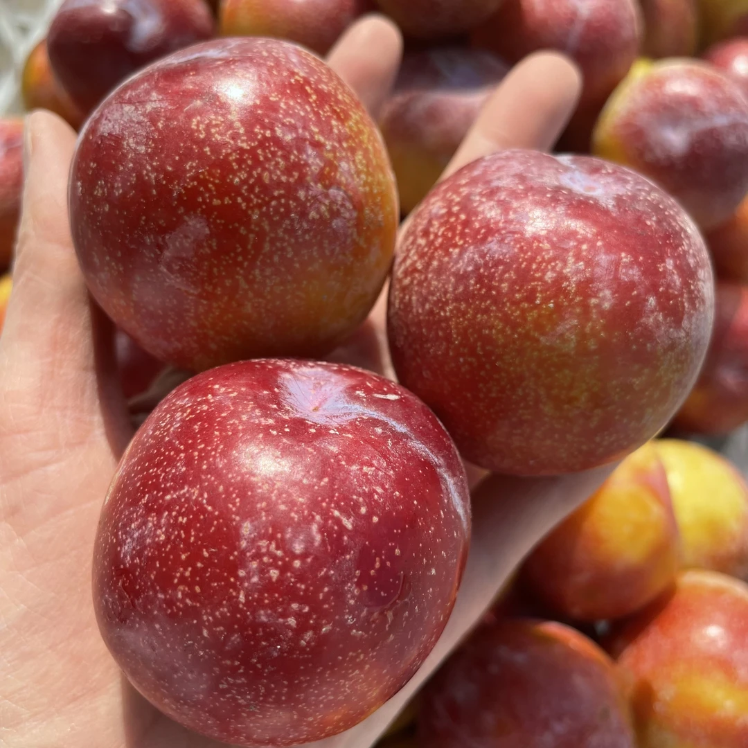 【智利进口】樱桃李新鲜脆甜当季水果李子2~5斤装整箱     坏果包赔