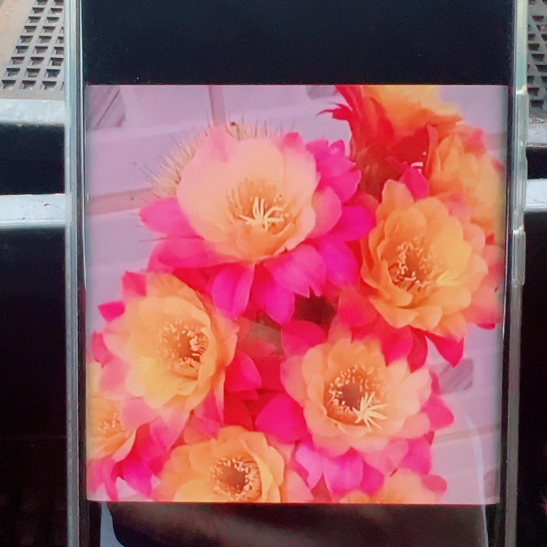 金妞时光侧芽 20 包邮