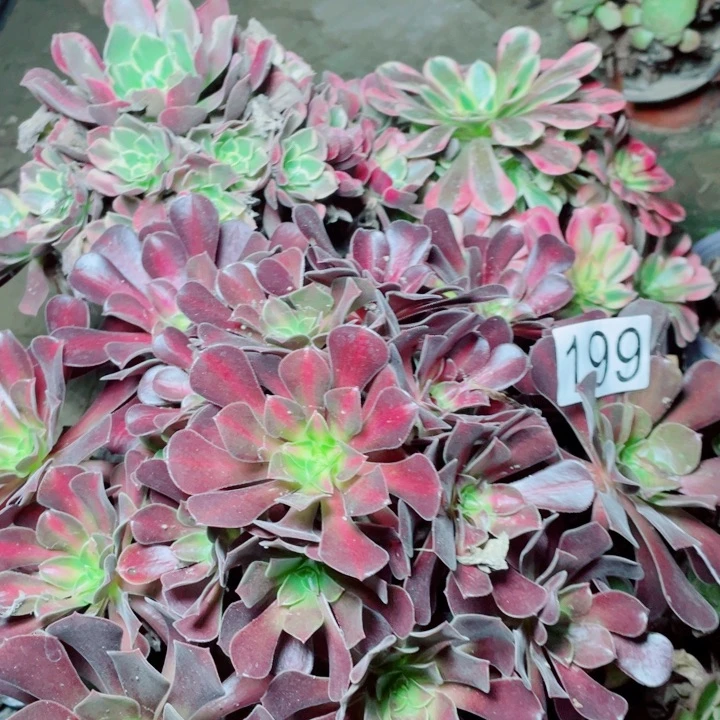 多肉植物 组合 199