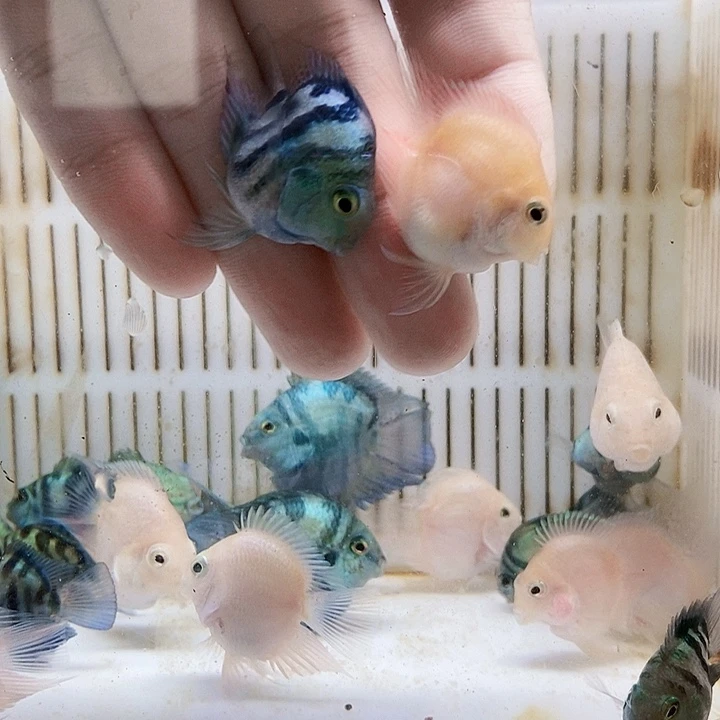 鹦鹉鱼超缩尾宝蓝配胭脂粉产摩卡