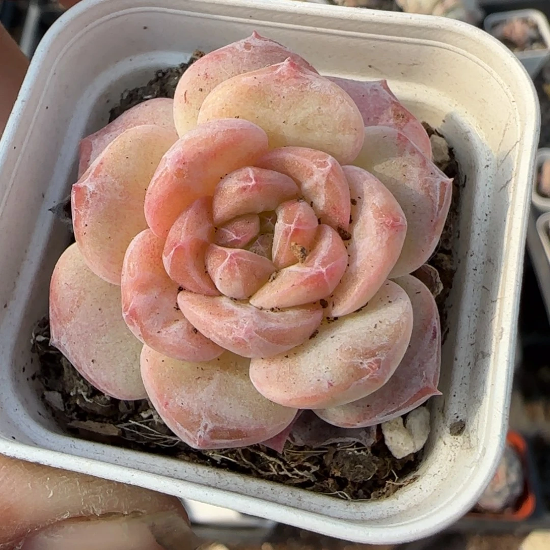 多肉小卡拉米糖心一物一拍