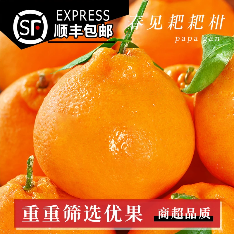 【顺丰包邮】春见粑粑柑 新鲜水果 当季爆甜 现摘现发 橘子