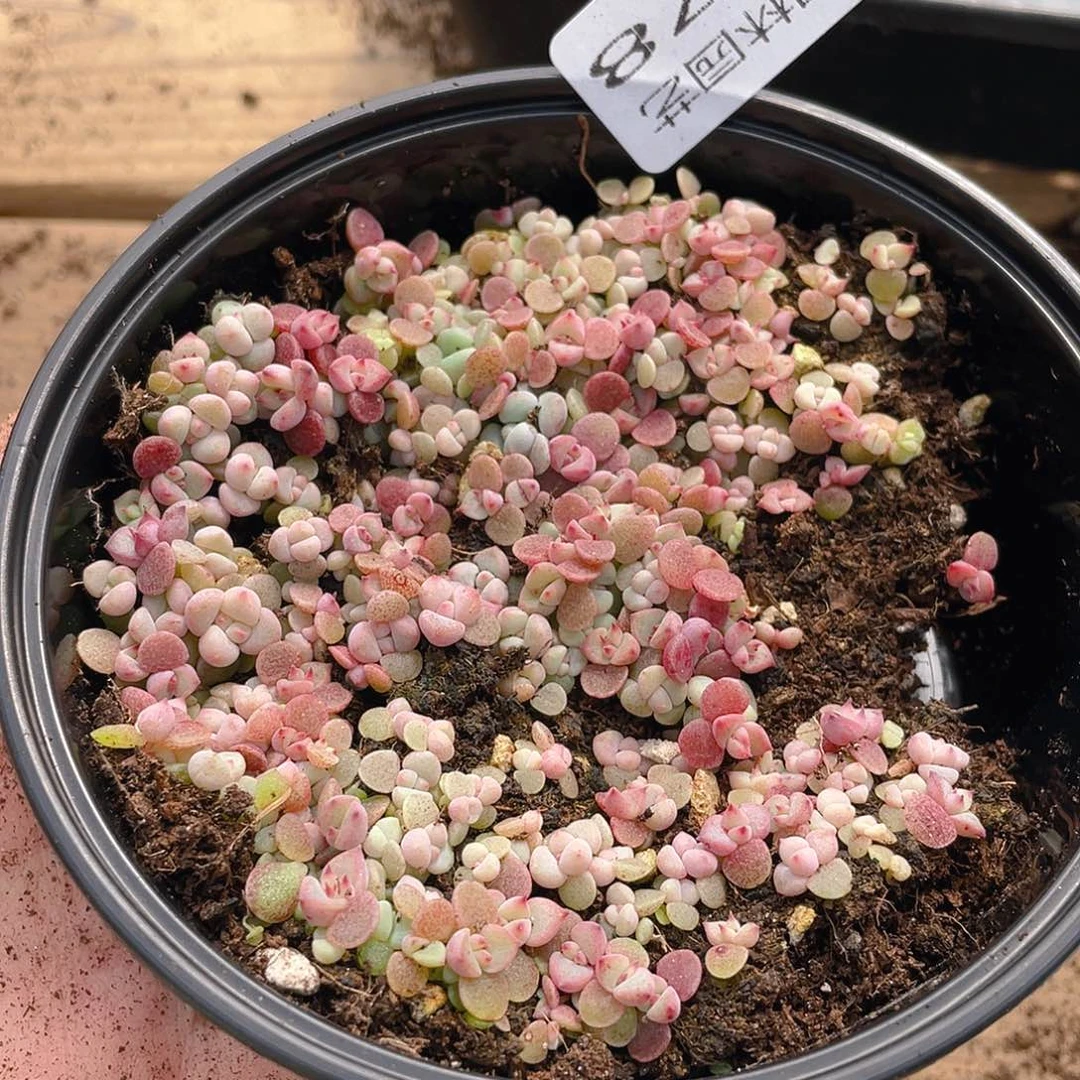 多肉植物多肉植物278