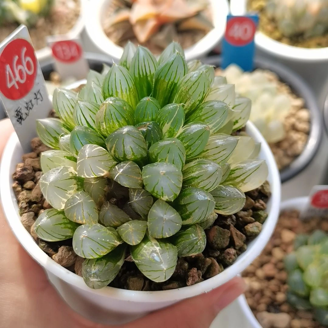 466号霓虹灯玉露锦3头群生一物一拍带盆土发货