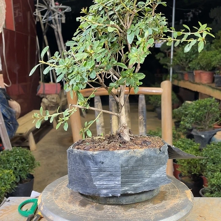 无花朵一切众生者可以