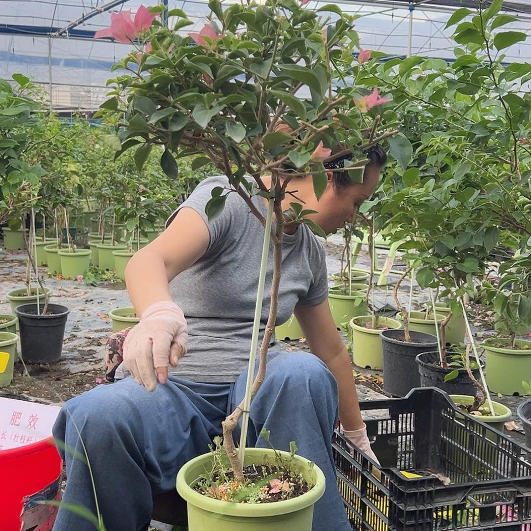 和***雨大部分开放少量花苞C9卡雅塔