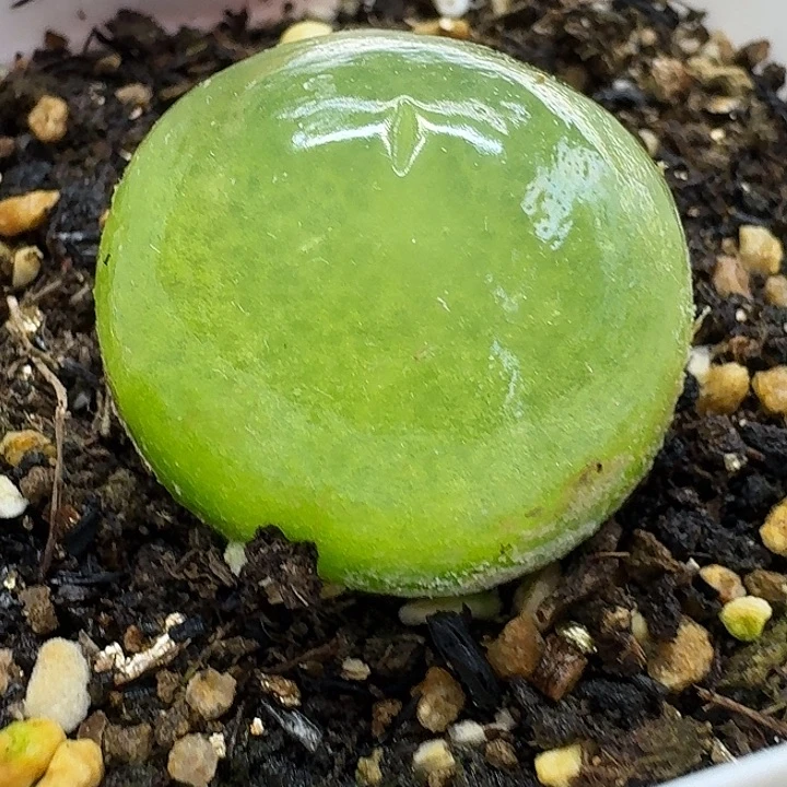 老马生石花2.9灯泡2545