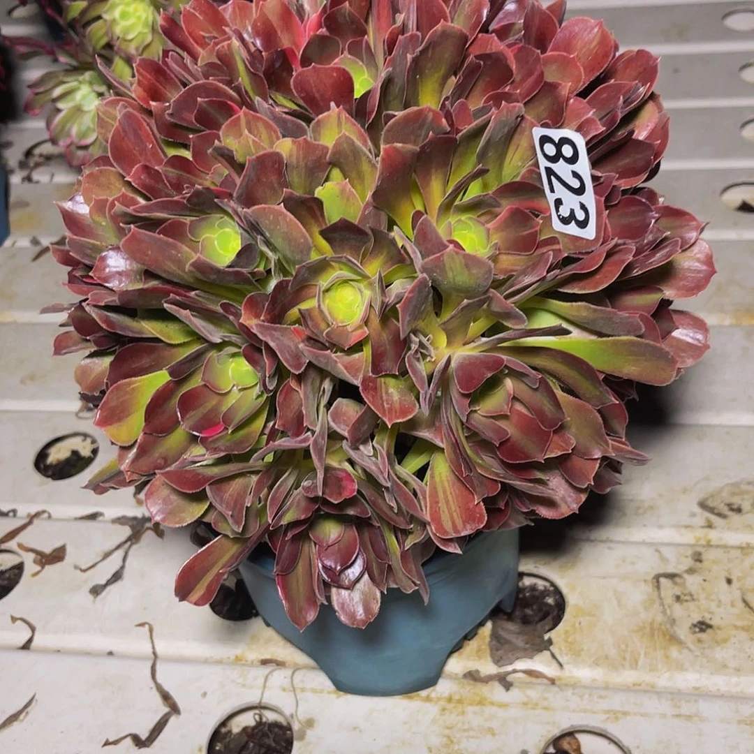 法师法师7–14包邮法师