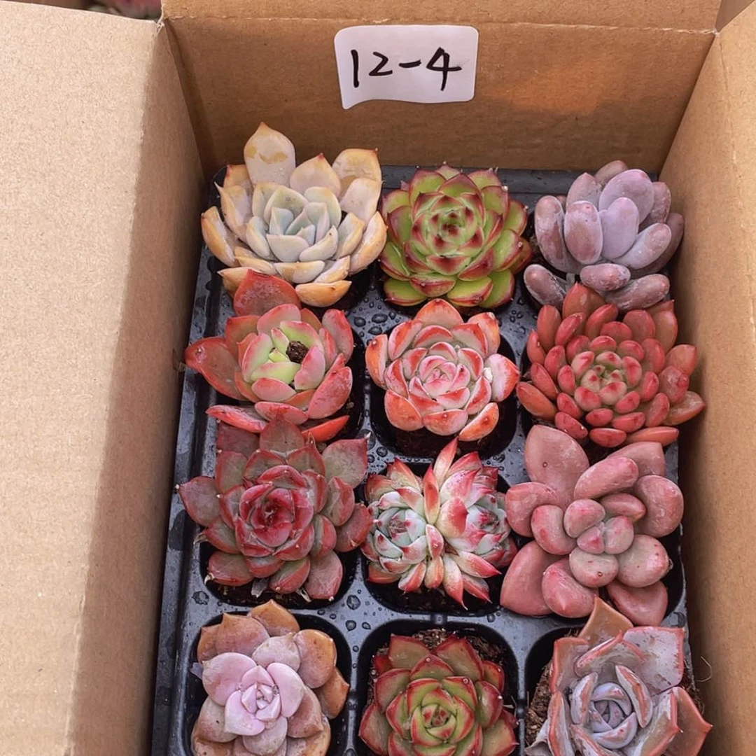 【闪购商品】12颗-4