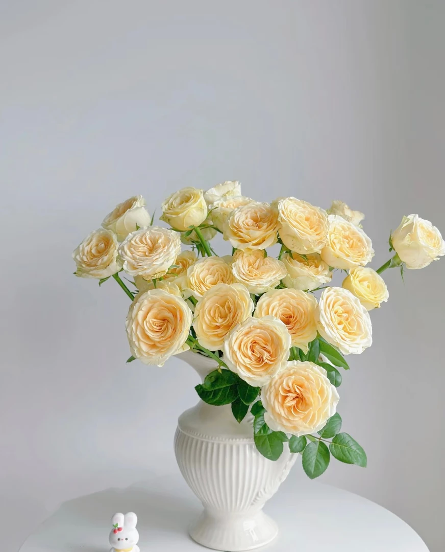 奶油杯玫瑰 居家插花 云南鲜花 基地直发 两单京东/顺丰包邮