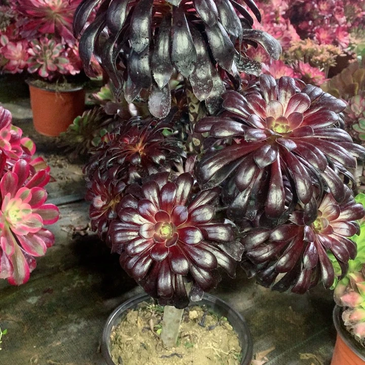 1020墨法中斑多肉一物一拍