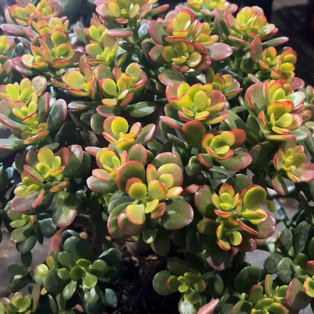 阿***7稀有糖果带土球发货2863