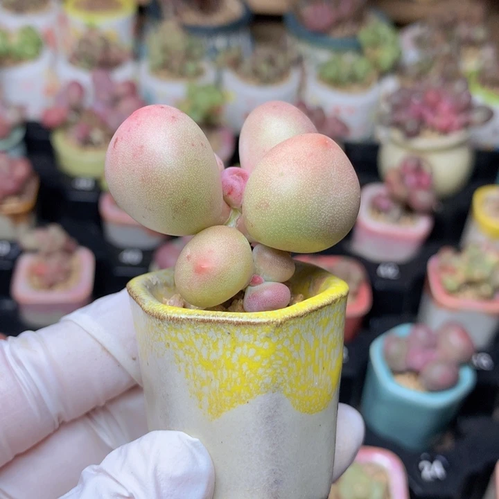 051 米可奶酪 3头 木质老桩 有叶片石化血斑