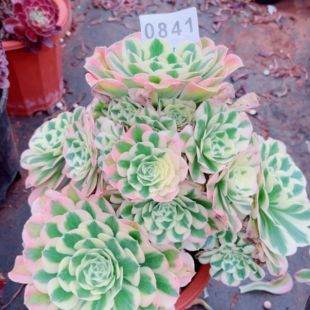 迈巴赫特价多肉发货