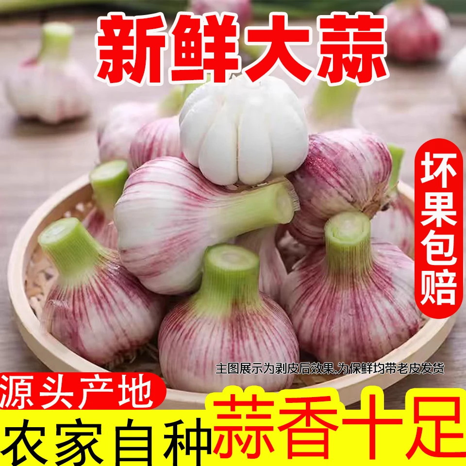 【战哥推荐】2025年新鲜大蒜5斤大蒜头湿蒜3斤紫皮大蒜可腌制糖醋蒜