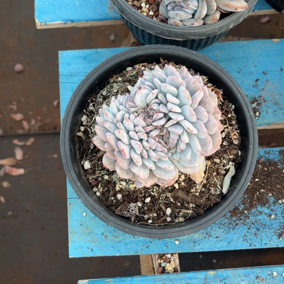 V****n10橙梦露00000000000